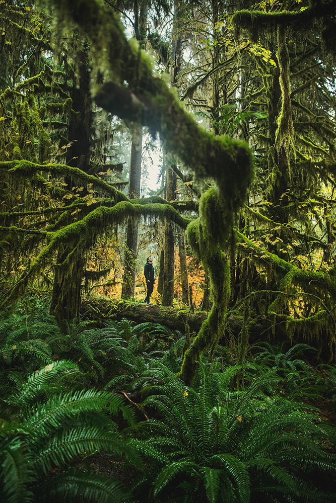 forest bathing